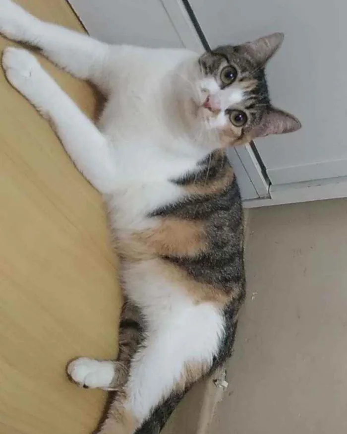 Gato ra a Srd idade 1 ano nome Menina