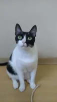 Cléo