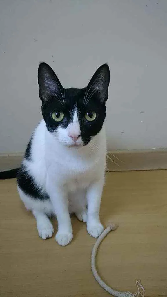 Gato ra a Srd idade 2 anos nome Cléo