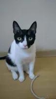 Cléo