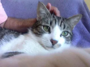 Gato raça Srd idade 2 a 6 meses nome Joãozinho