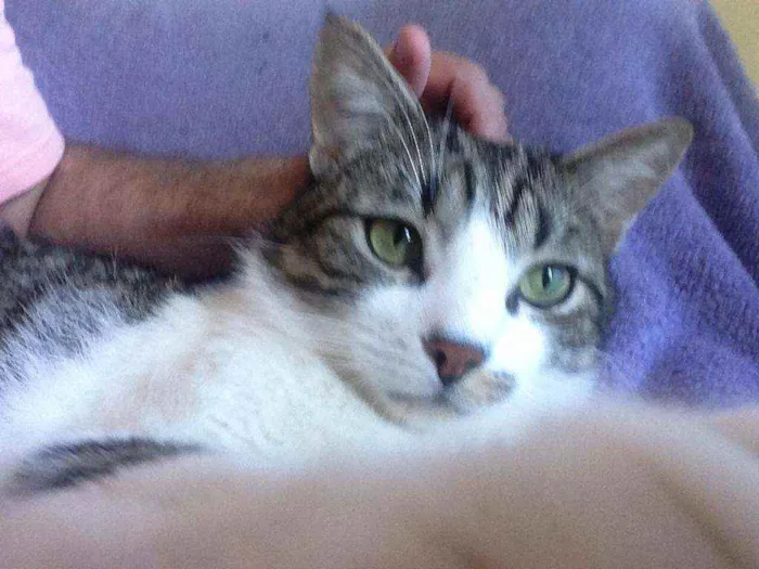 Gato ra a Srd idade 2 a 6 meses nome Joãozinho