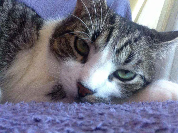 Gato ra a Srd idade 2 a 6 meses nome Joãozinho