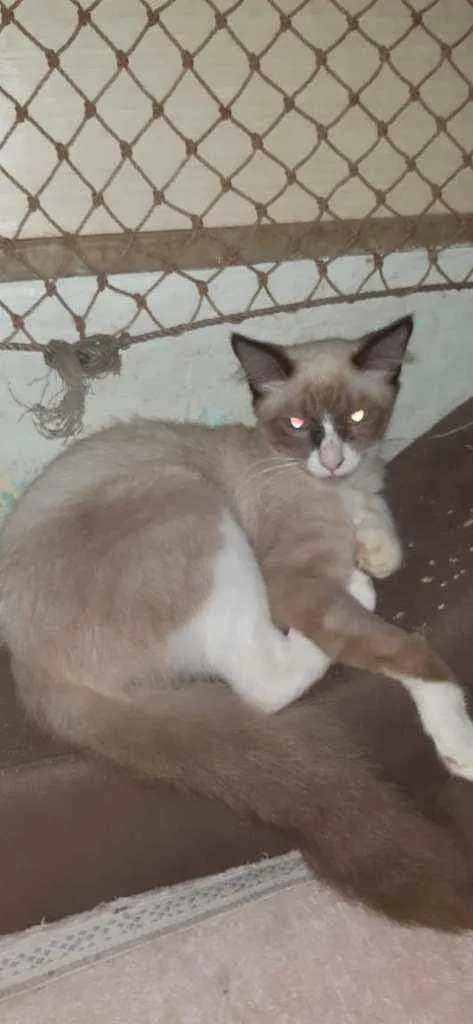 Gato ra a Srd idade 2 a 6 meses nome Joãozinho