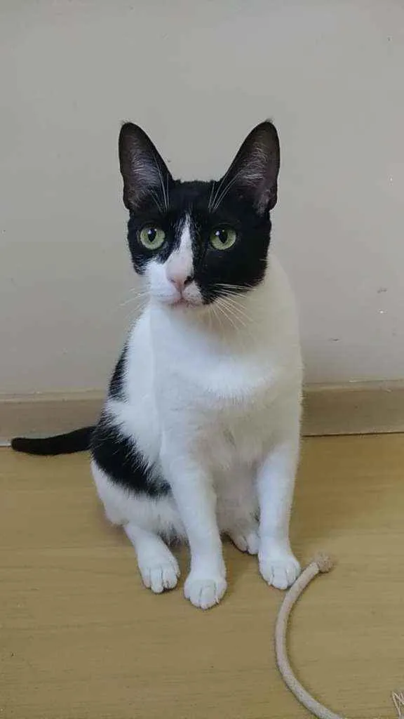 Gato ra a Srd idade 2 anos nome Cléo