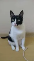 Cléo