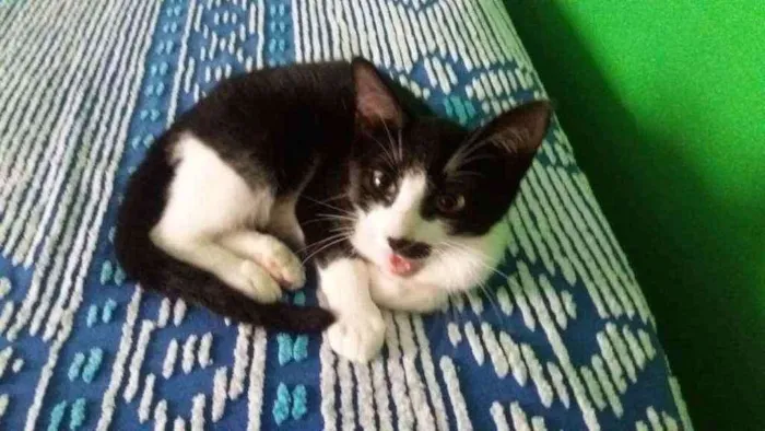 Gato ra a Srd idade 2 a 6 meses nome Joaquim