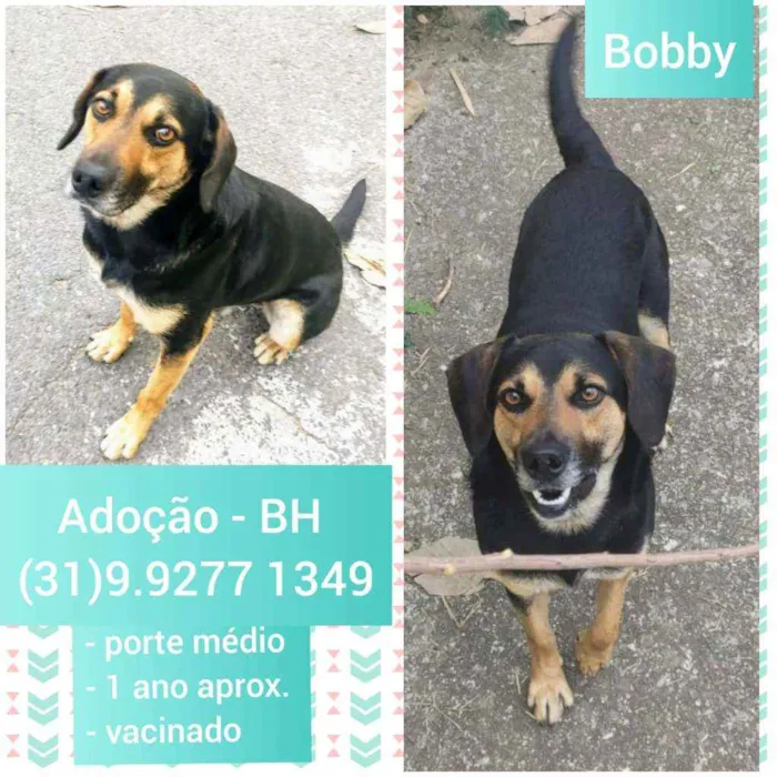 Cachorro raça SRD idade 1 ano nome Bobby 