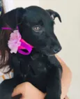 LILA