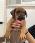 CHICO