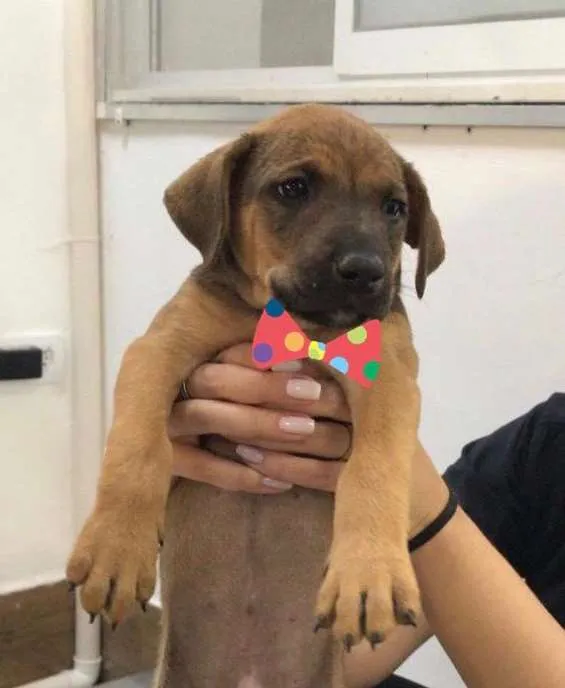 Cachorro ra a SRD-ViraLata idade 2 a 6 meses nome CHICO