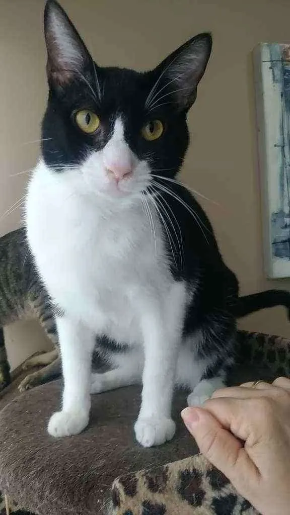 Gato ra a Srd idade 2 anos nome Arthur
