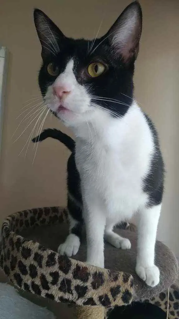 Gato ra a Srd idade 2 anos nome Arthur