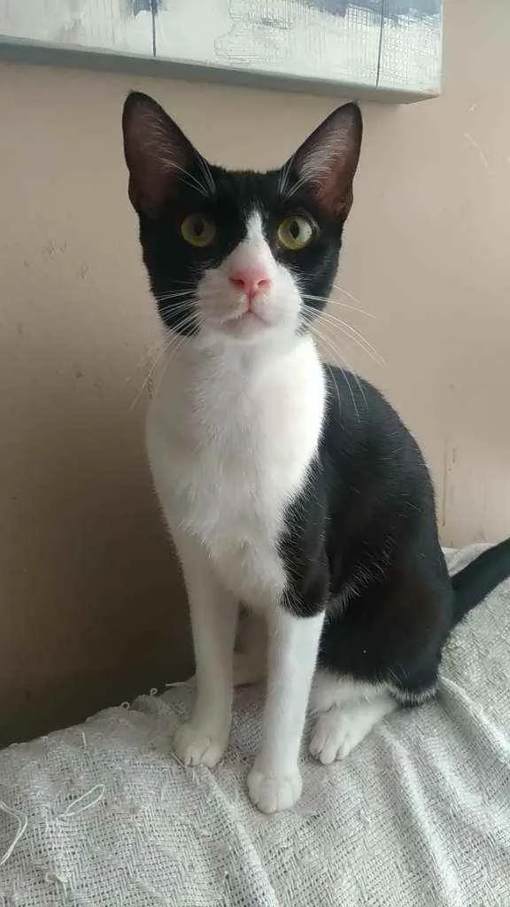 Gato ra a Srd idade 2 anos nome Arthur