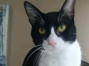 Gato raça Srd idade 2 anos nome Arthur