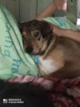 Bu