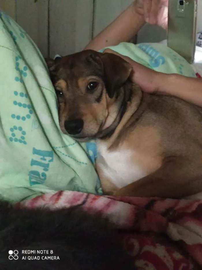 Cachorro ra a Labrador com vira lata idade 2 anos nome Bu