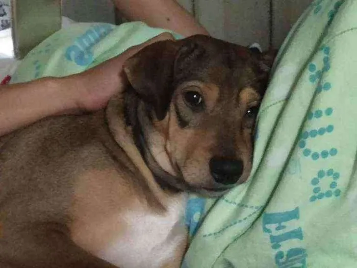 Cachorro ra a Labrador com vira lata idade 2 anos nome Bu