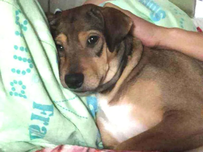 Cachorro ra a Labrador com vira lata idade 2 anos nome Bu