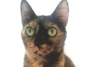 Gato raça Srd idade 2 anos nome Elis