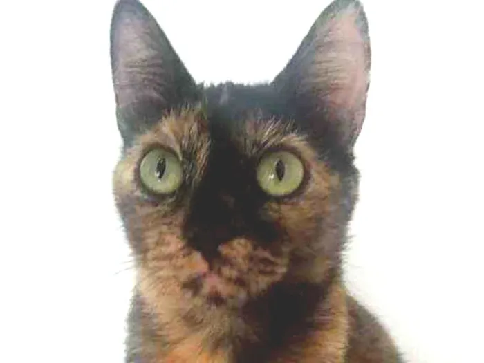 Gato ra a Srd idade 2 anos nome Elis