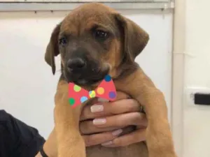 Cachorro raça SRD-ViraLata idade 2 a 6 meses nome CHICO