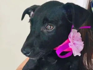 Cachorro raça SRD-ViraLata idade 2 a 6 meses nome LILA