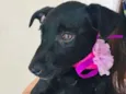 LILA