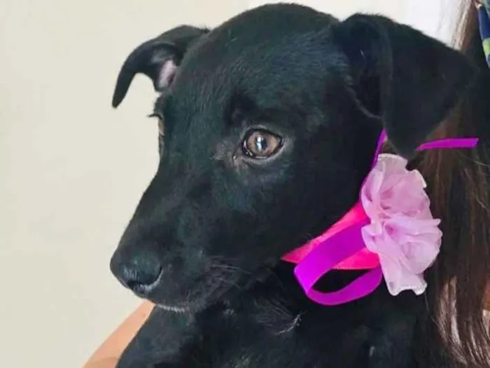 Cachorro ra a SRD-ViraLata idade 2 a 6 meses nome LILA