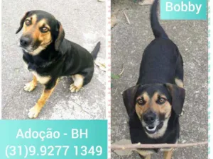 Cachorro raça SRD idade 1 ano nome Bobby 