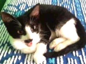 Gato raça Srd idade 2 a 6 meses nome Joaquim