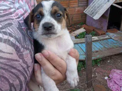 Cachorro raça Vira Lata idade Abaixo de 2 meses nome Branquinha