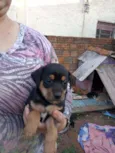 Tourinho