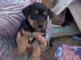 Tourinho
