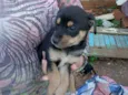 Cusca