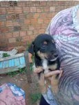 Doguinho