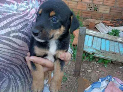 Cachorro raça Vira Lata idade Abaixo de 2 meses nome Doguinho