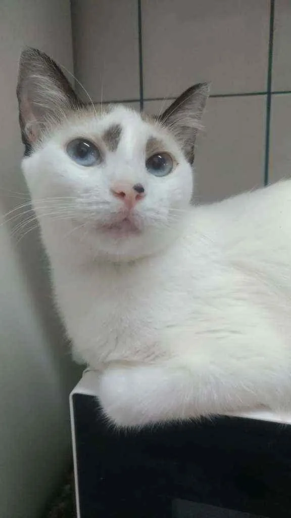 Gato ra a Srd idade 1 ano nome Anna