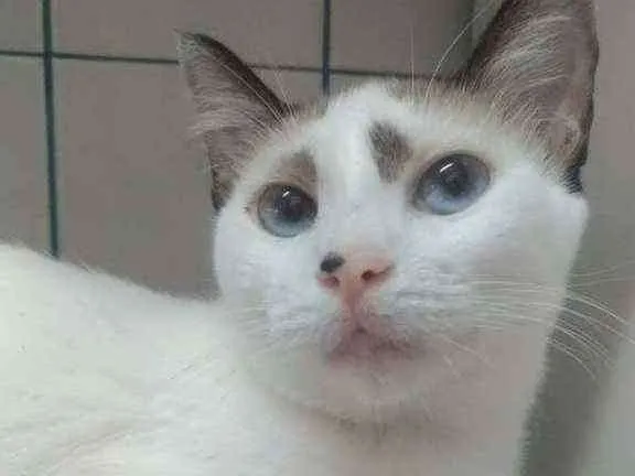 Gato ra a Srd idade 1 ano nome Anna