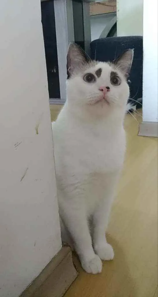 Gato ra a Srd idade 1 ano nome Anna
