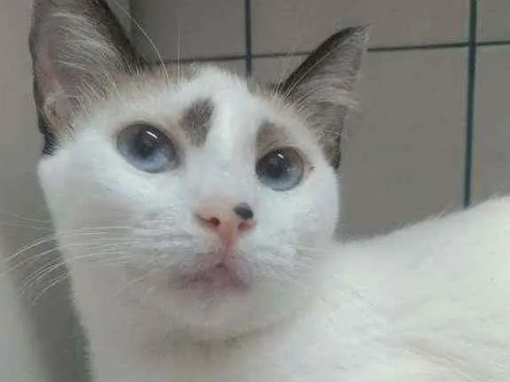 Gato ra a Srd idade 1 ano nome Anna