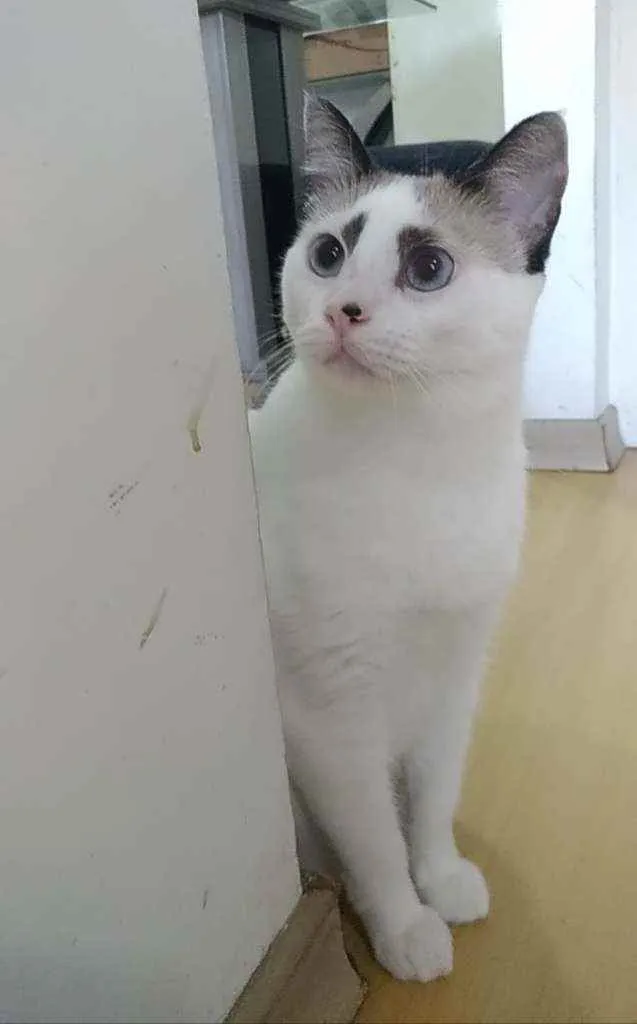Gato ra a Srd idade 1 ano nome Anna