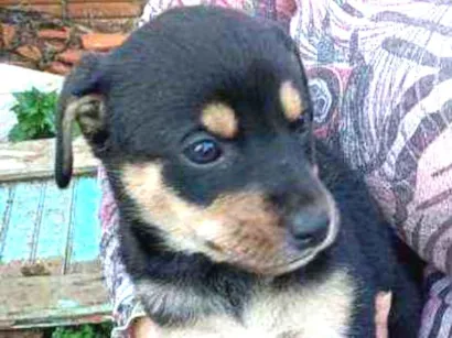 Cachorro raça Vira Lata idade Abaixo de 2 meses nome Cusca