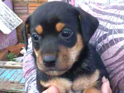 Cachorro raça Vira Lata idade Abaixo de 2 meses nome Tourinho