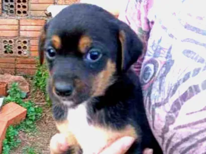 Cachorro raça Vira Lata idade Abaixo de 2 meses nome Nanico