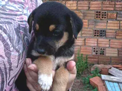 Cachorro raça Vira Lata idade Abaixo de 2 meses nome Patinhas