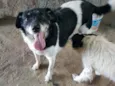 Billy (Castrado)