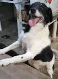 Billy (Castrado)