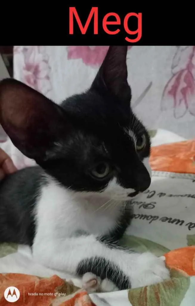 Gato ra a Mistura idade 2 a 6 meses nome Meg