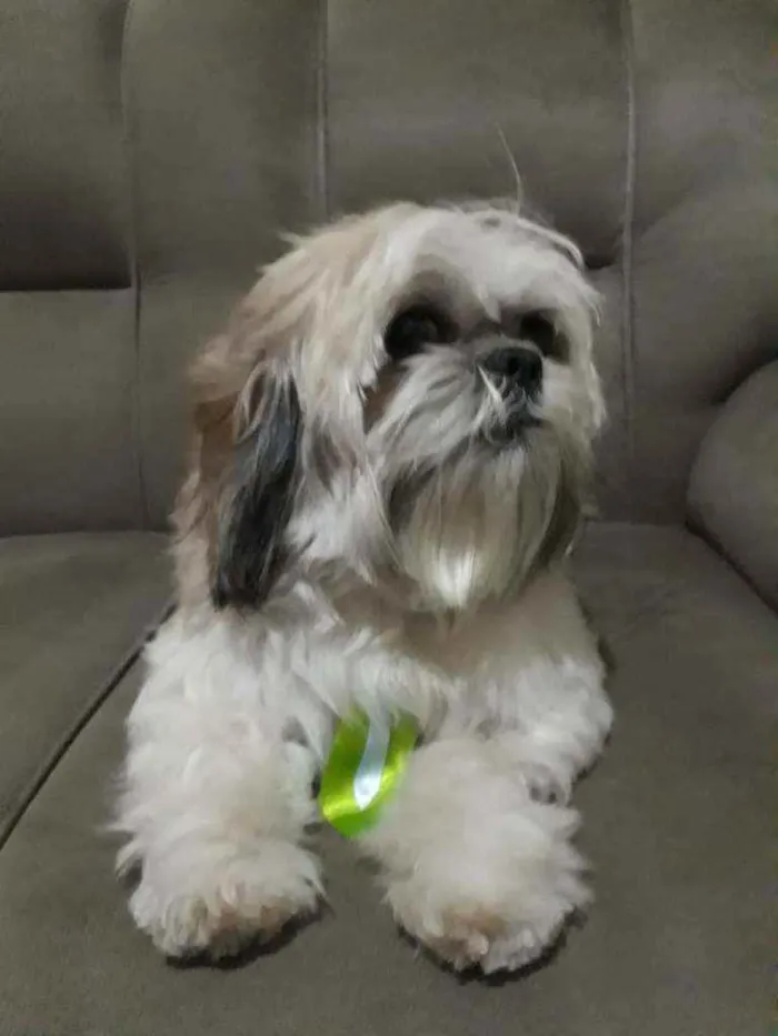 Cachorro ra a Shitsu  idade 4 anos nome Luk
